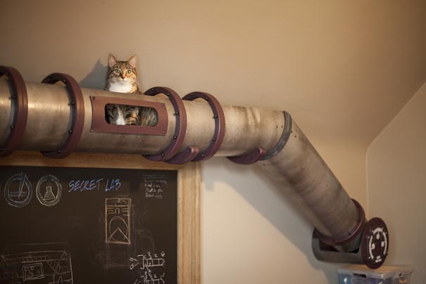 cat-tube-1