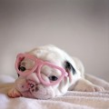 english-bulldog