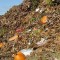 How to Reduce the Organic Waste in Your Home